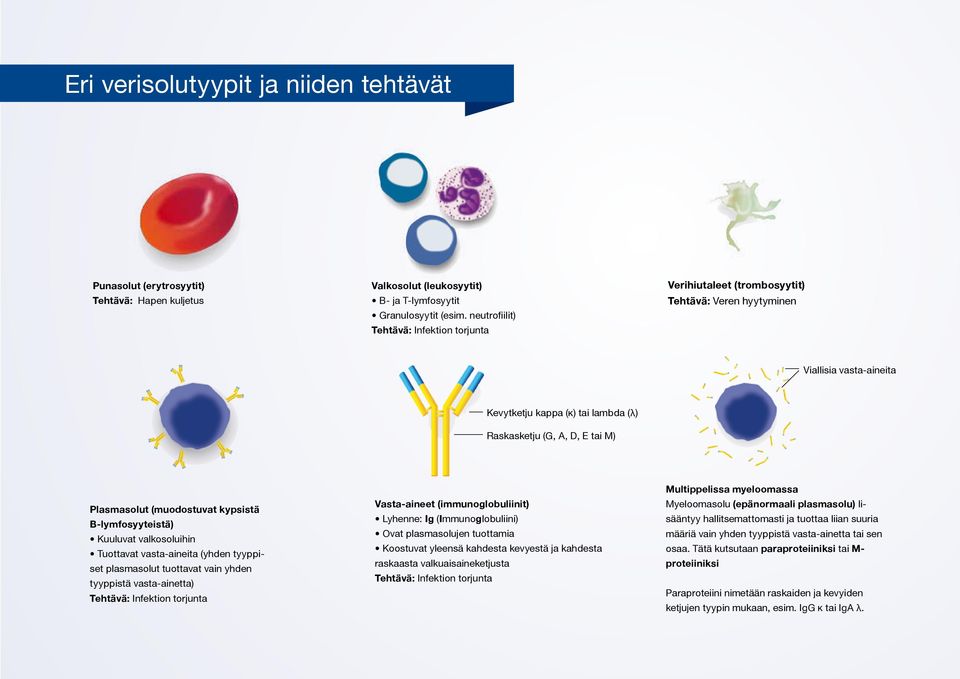 (muodostuvat kypsistä B-lymfosyyteistä) Kuuluvat valkosoluihin Tuottavat vasta-aineita (yhden tyyppiset plasmasolut tuottavat vain yhden tyyppistä vasta-ainetta) Tehtävä: Infektion torjunta