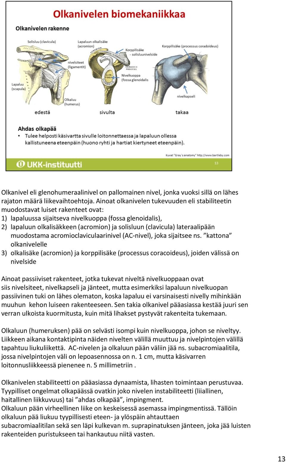 (clavicula) lateraalipään muodostama acromioclaviculaarinivel (AC-nivel), joka sijaitsee ns.