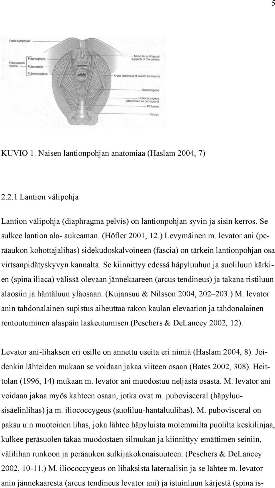 Se kiinnittyy edessä häpyluuhun ja suoliluun kärkien (spina iliaca) välissä olevaan jännekaareen (arcus tendineus) ja takana ristiluun alaosiin ja häntäluun yläosaan.