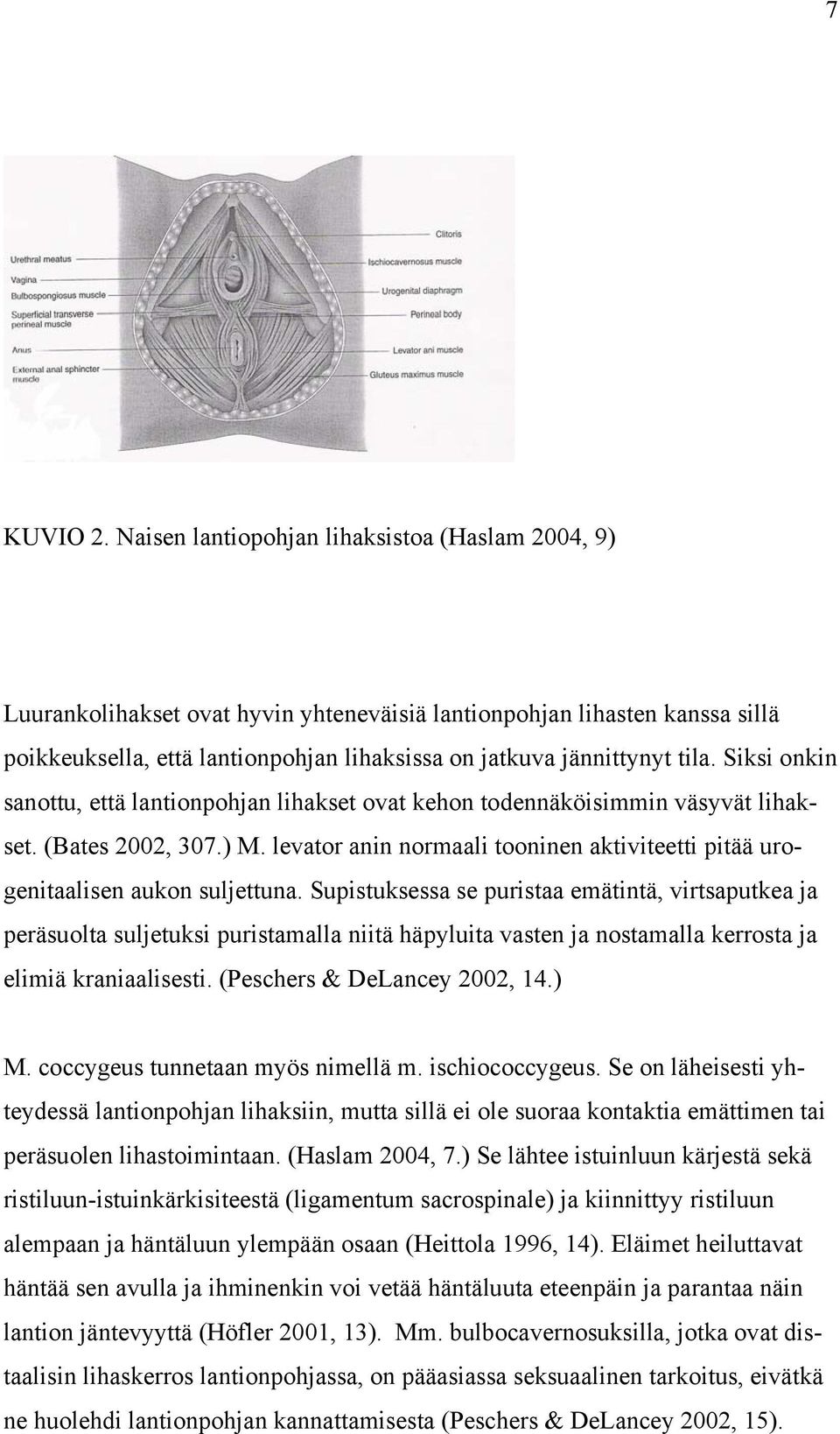 Siksi onkin sanottu, että lantionpohjan lihakset ovat kehon todennäköisimmin väsyvät lihakset. (Bates 2002, 307.) M. levator anin normaali tooninen aktiviteetti pitää urogenitaalisen aukon suljettuna.