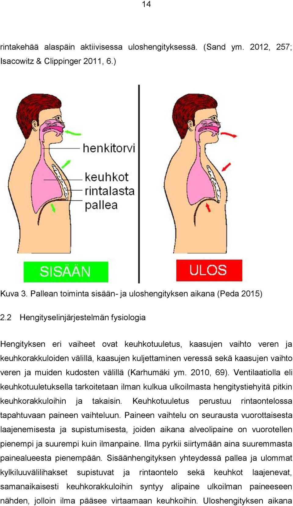 muiden kudosten välillä (Karhumäki ym. 2010, 69). Ventilaatiolla eli keuhkotuuletuksella tarkoitetaan ilman kulkua ulkoilmasta hengitystiehyitä pitkin keuhkorakkuloihin ja takaisin.