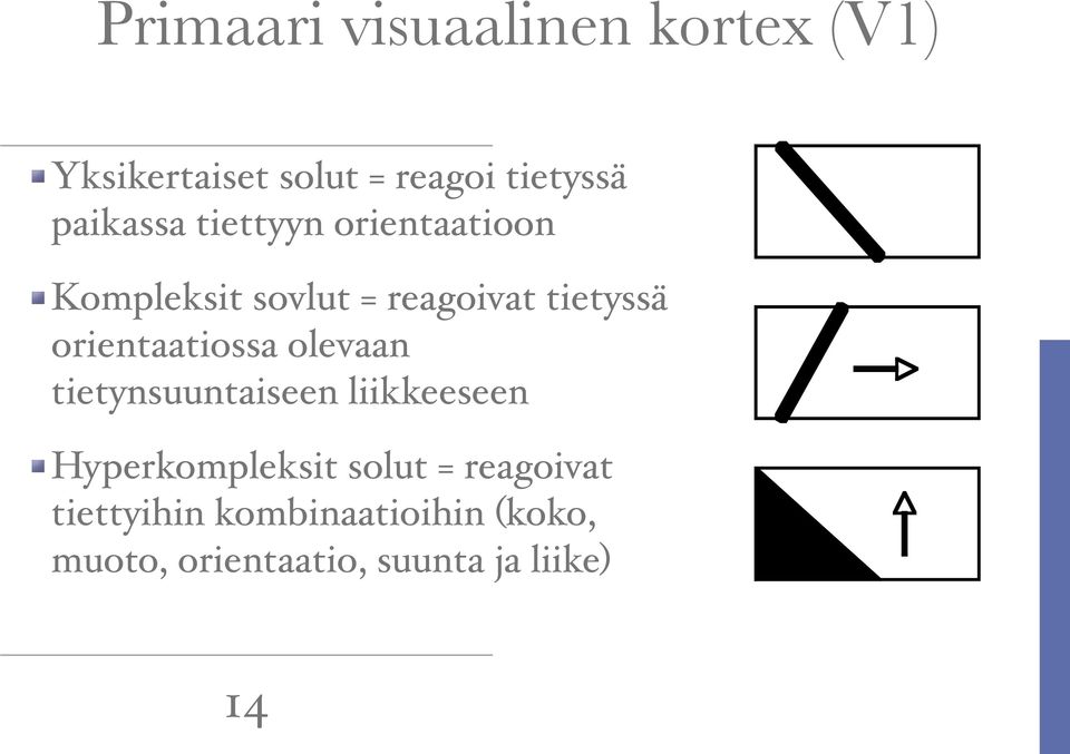 orientaatiossa olevaan tietynsuuntaiseen liikkeeseen Hyperkompleksit solut