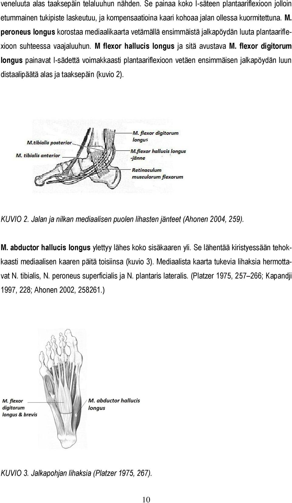 flexor digitorum longus painavat I-sädettä voimakkaasti plantaariflexioon vetäen ensimmäisen jalkapöydän luun distaalipäätä alas ja taaksepäin (kuvio 2). KUVIO 2.