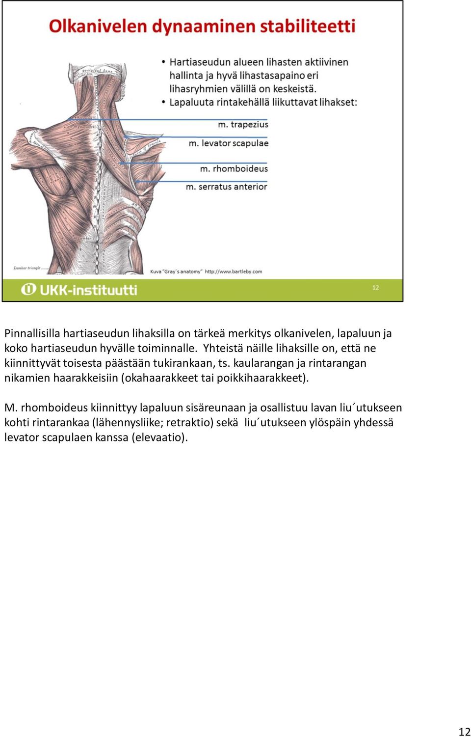 kaularangan ja rintarangan nikamien haarakkeisiin (okahaarakkeet tai poikkihaarakkeet). M.