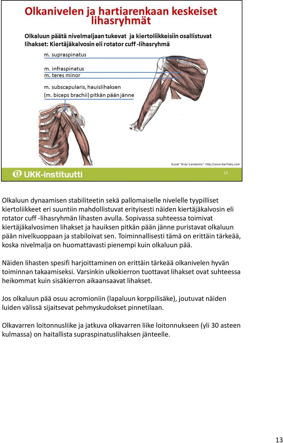 Toiminnallisesti tämä on erittäin tärkeää, koska nivelmalja on huomattavasti pienempi kuin olkaluun pää.