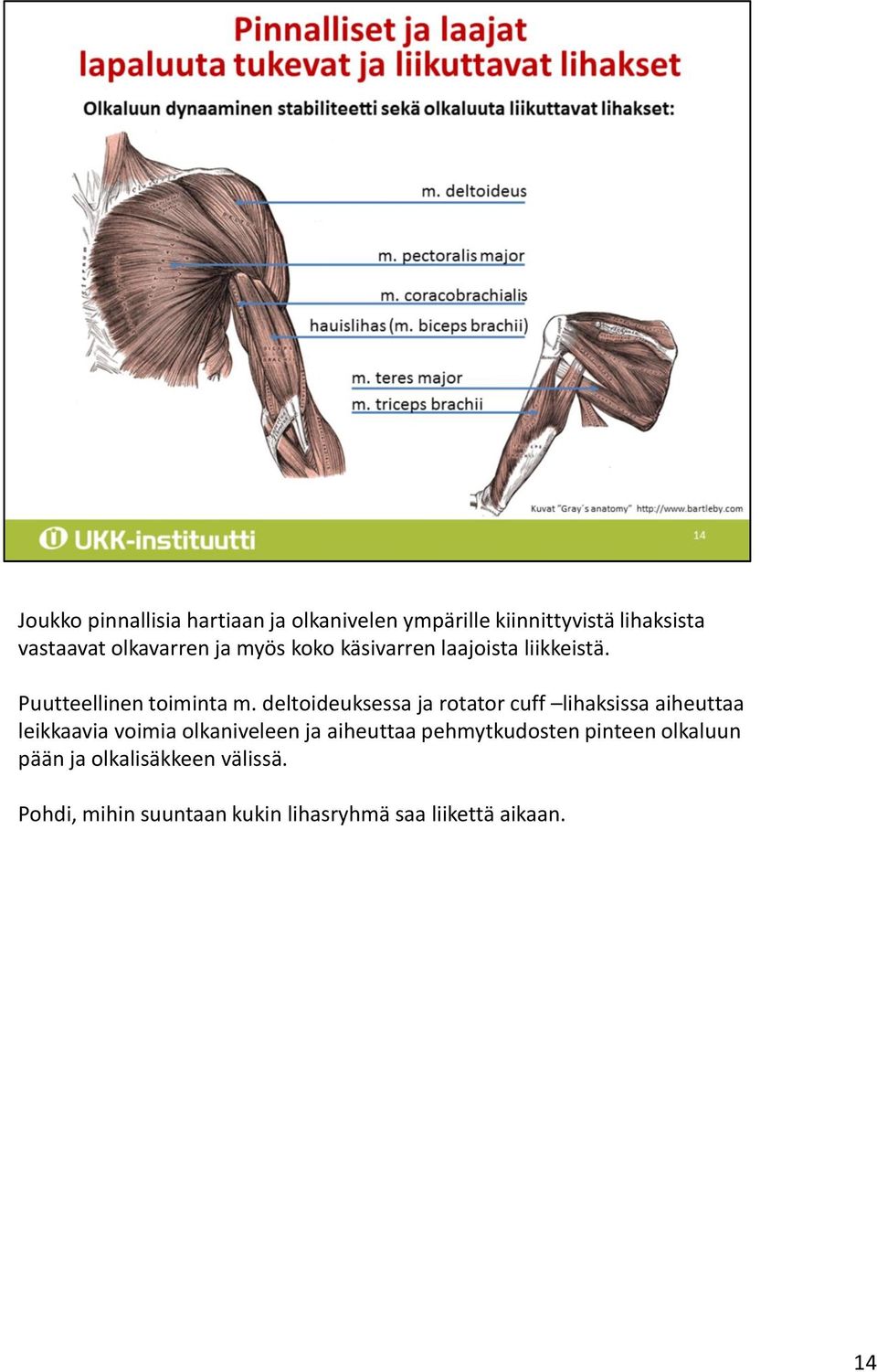 deltoideuksessa ja rotator cuff lihaksissa aiheuttaa leikkaavia voimia olkaniveleen ja aiheuttaa