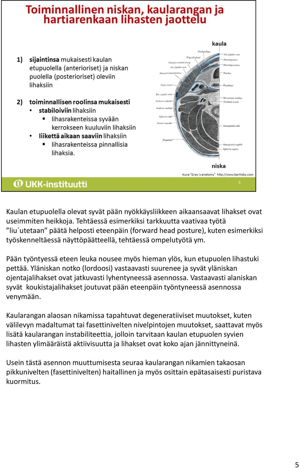 Pään työntyessä eteen leuka nousee myös hieman ylös, kun etupuolen lihastuki pettää.