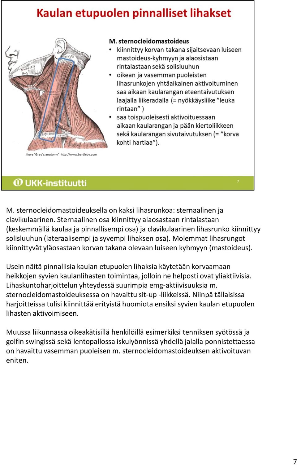 Molemmat lihasrungot kiinnittyvät yläosastaan korvan takana olevaan luiseen kyhmyyn (mastoideus).