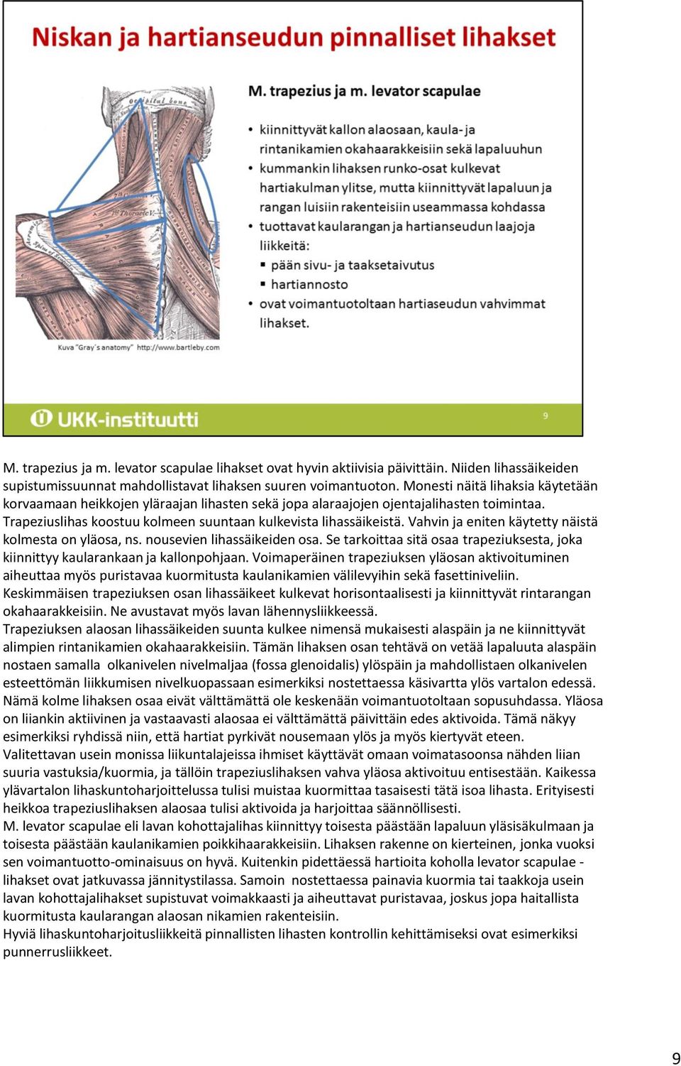 Vahvin ja eniten käytetty näistä kolmesta on yläosa, ns. nousevien lihassäikeiden osa. Se tarkoittaa sitä osaa trapeziuksesta, joka kiinnittyy kaularankaan ja kallonpohjaan.