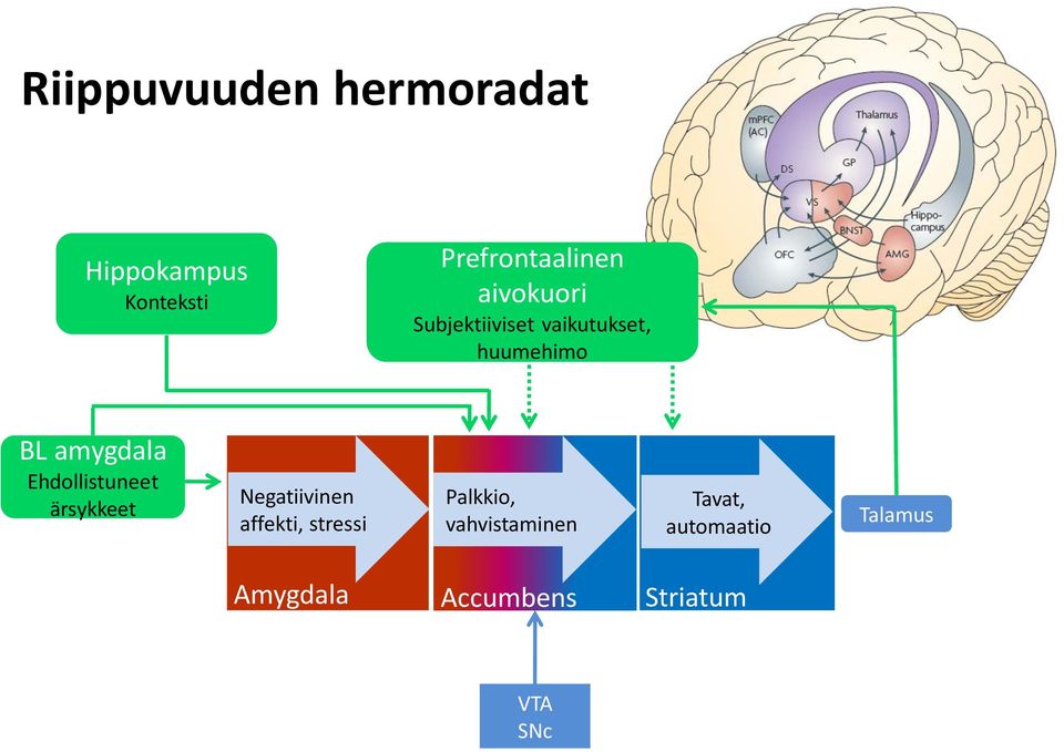 Ehdollistuneet ärsykkeet Negatiivinen affekti, stressi Palkkio,