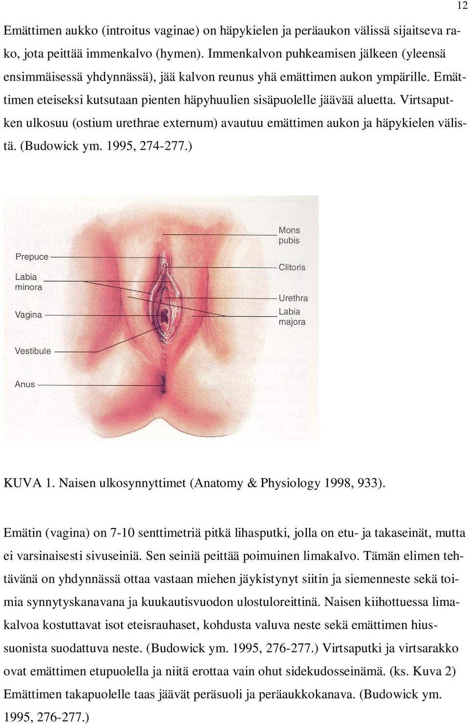 Virtsaputken ulkosuu (ostium urethrae externum) avautuu emättimen aukon ja häpykielen välistä. (Budowick ym. 1995, 274-277.) KUVA 1. Naisen ulkosynnyttimet (Anatomy & Physiology 1998, 933).