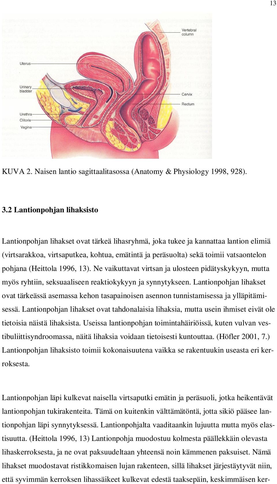 pohjana (Heittola 1996, 13). Ne vaikuttavat virtsan ja ulosteen pidätyskykyyn, mutta myös ryhtiin, seksuaaliseen reaktiokykyyn ja synnytykseen.