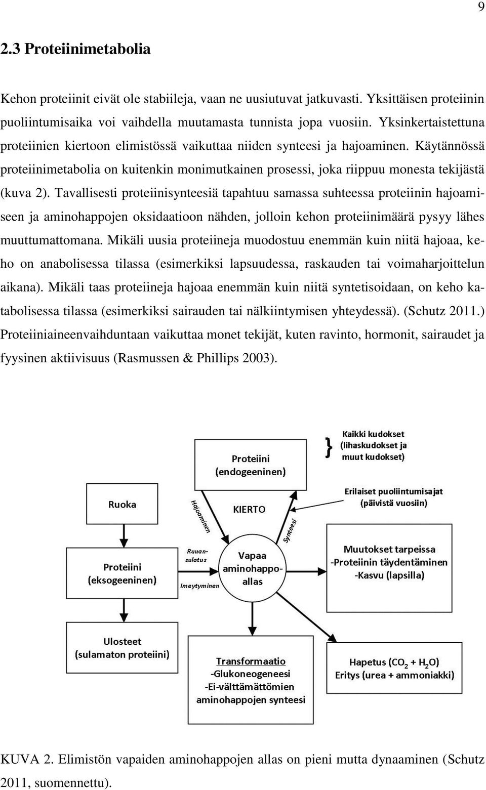 Käytännössä proteiinimetabolia on kuitenkin monimutkainen prosessi, joka riippuu monesta tekijästä (kuva 2).