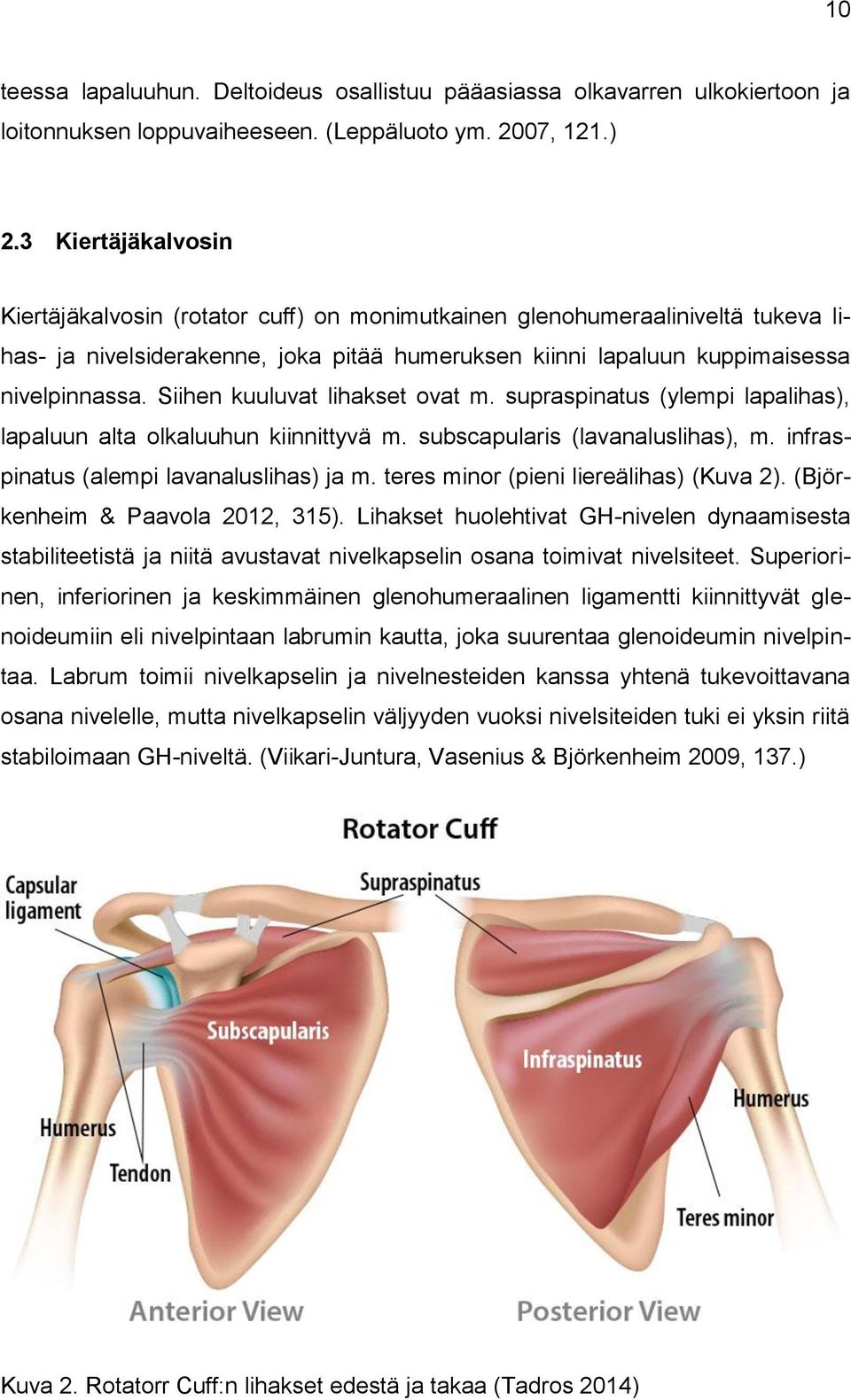 Siihen kuuluvat lihakset ovat m. supraspinatus (ylempi lapalihas), lapaluun alta olkaluuhun kiinnittyvä m. subscapularis (lavanaluslihas), m. infraspinatus (alempi lavanaluslihas) ja m.