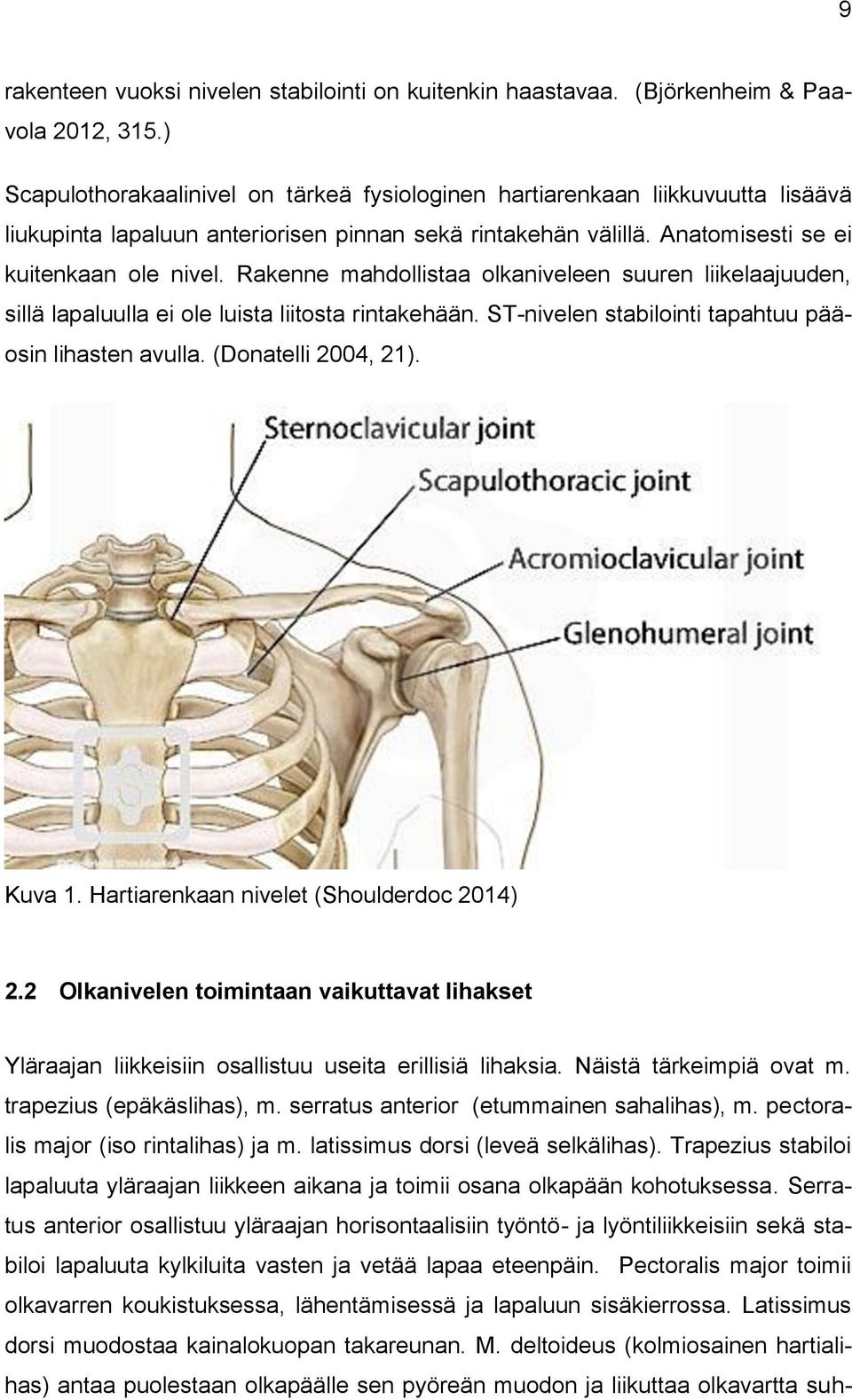 Rakenne mahdollistaa olkaniveleen suuren liikelaajuuden, sillä lapaluulla ei ole luista liitosta rintakehään. ST-nivelen stabilointi tapahtuu pääosin lihasten avulla. (Donatelli 2004, 21). Kuva 1.