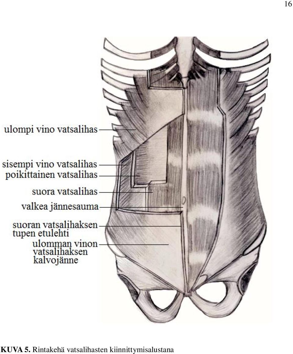 vatsalihasten