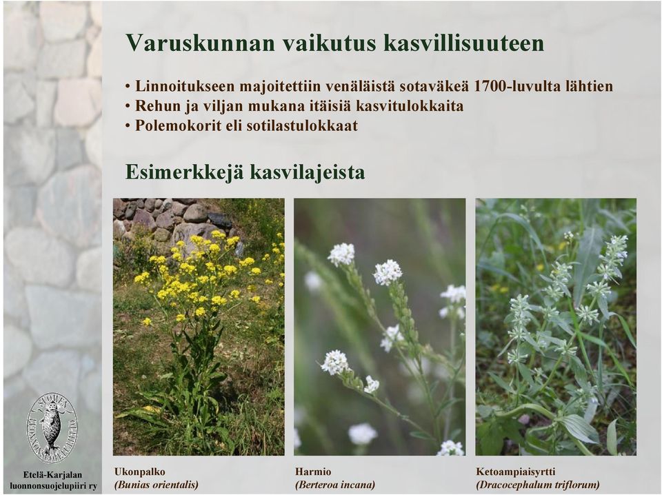 Polemokorit eli sotilastulokkaat Esimerkkejä kasvilajeista Ukonpalko (Bunias