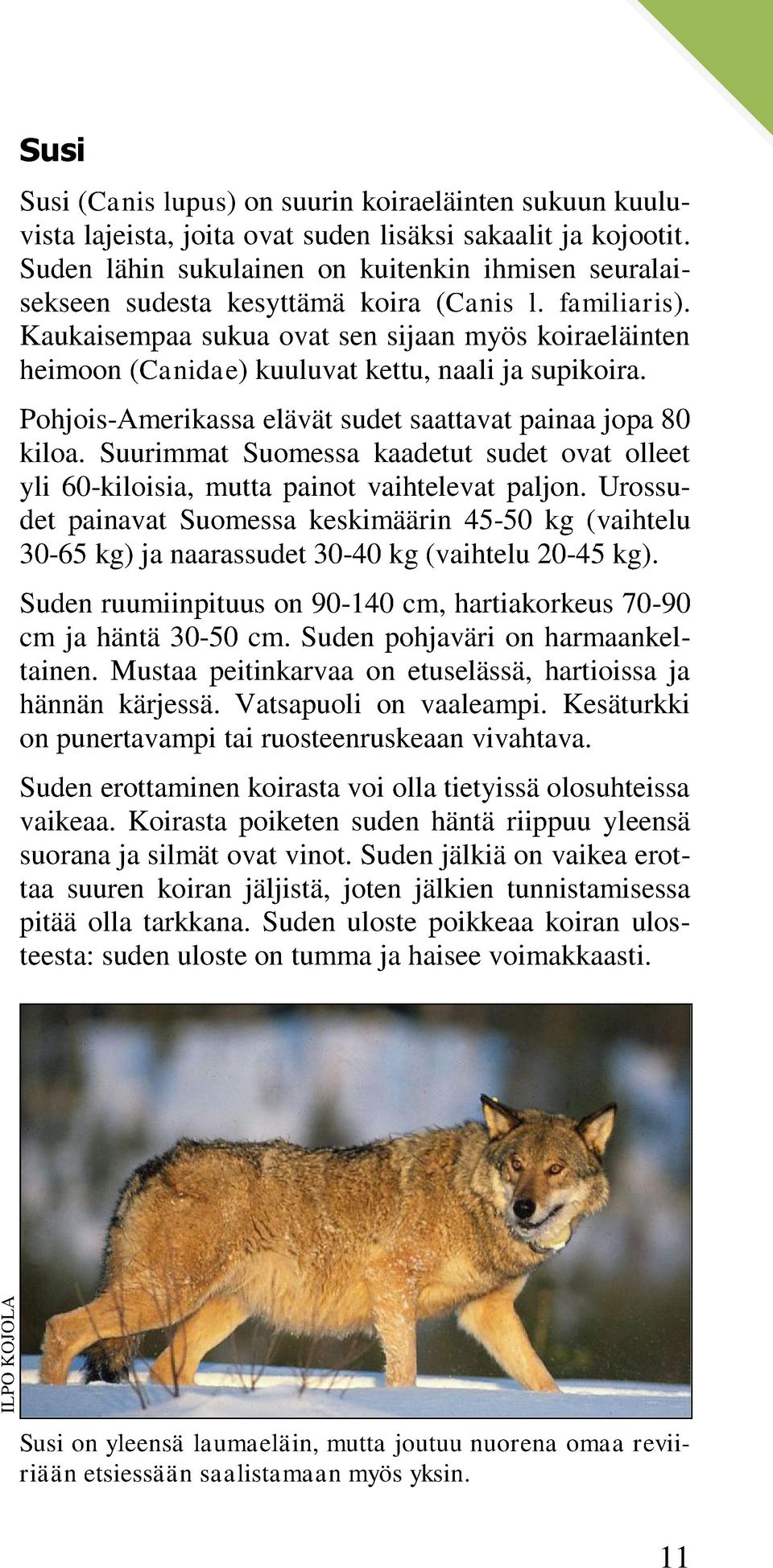 Kaukaisempaa sukua ovat sen sijaan myös koiraeläinten heimoon (Canidae) kuuluvat kettu, naali ja supikoira. Pohjois-Amerikassa elävät sudet saattavat painaa jopa 80 kiloa.