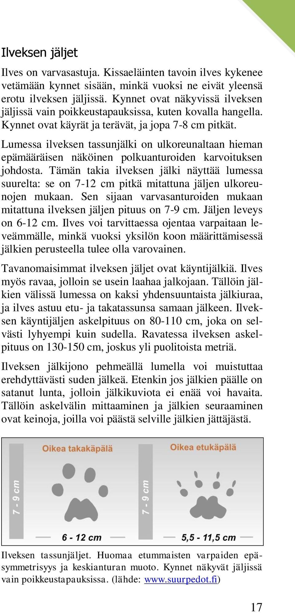 Lumessa ilveksen tassunjälki on ulkoreunaltaan hieman epämääräisen näköinen polkuanturoiden karvoituksen johdosta.