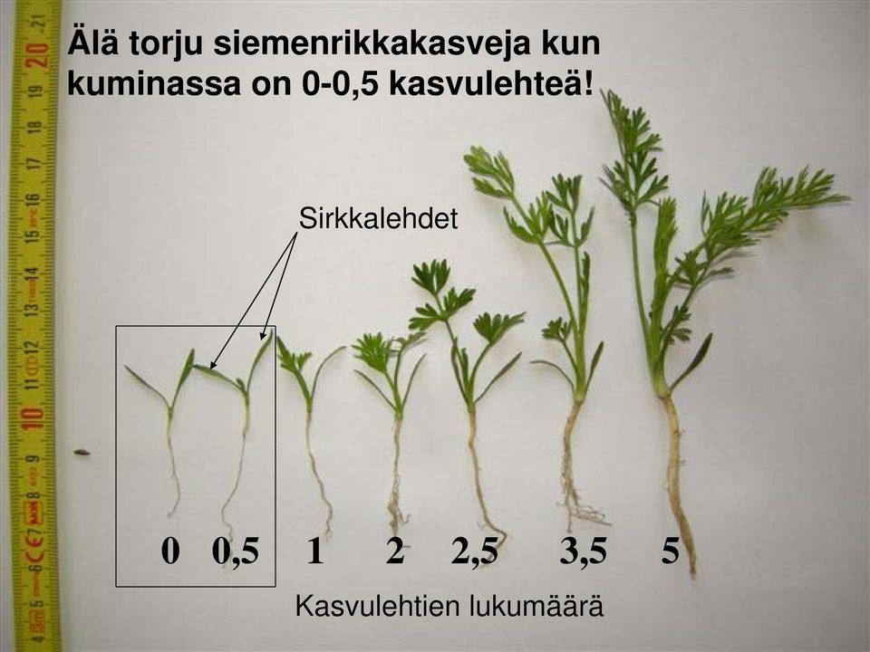 kasvulehteä!