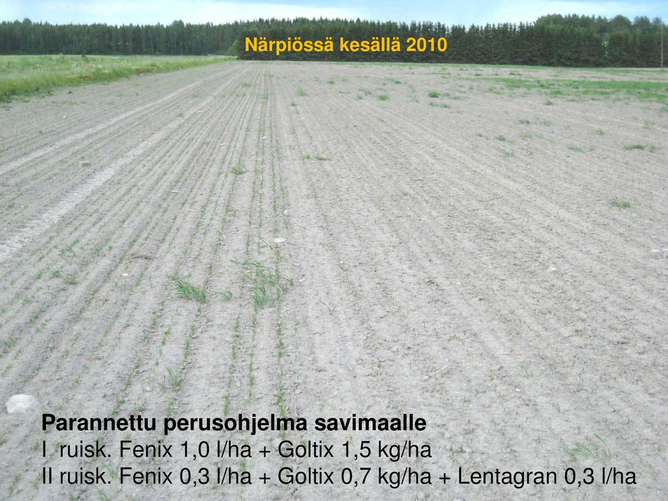 Fenix 1,0 l/ha + Goltix 1,5 kg/ha II