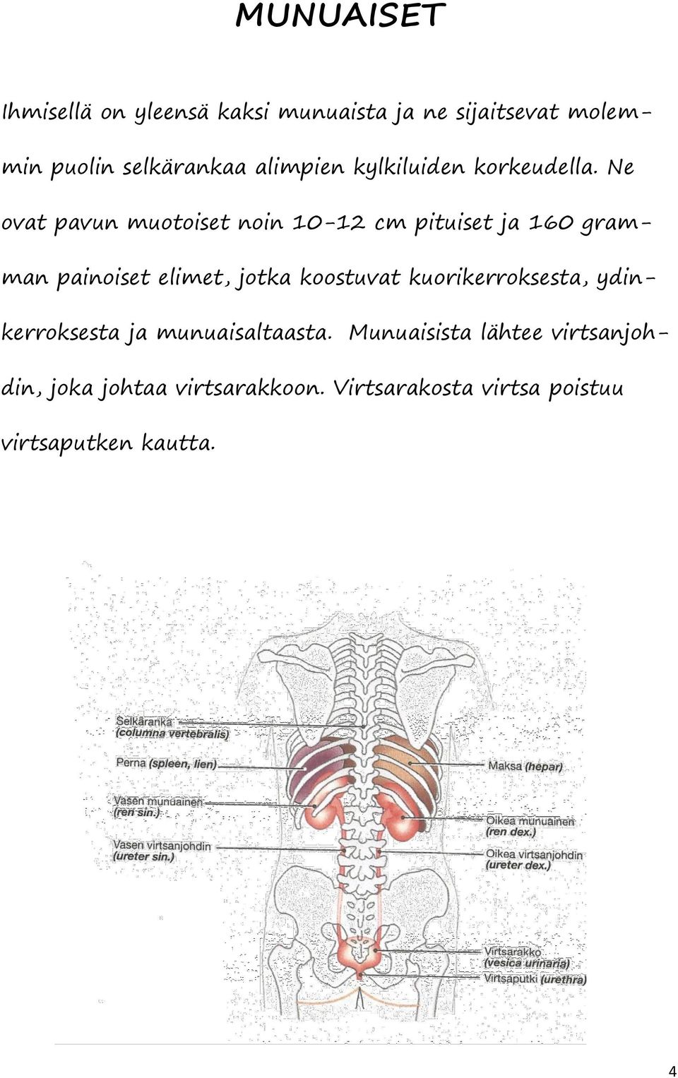 Ne ovat pavun muotoiset noin 10-12 cm pituiset ja 160 gramman painoiset elimet, jotka koostuvat