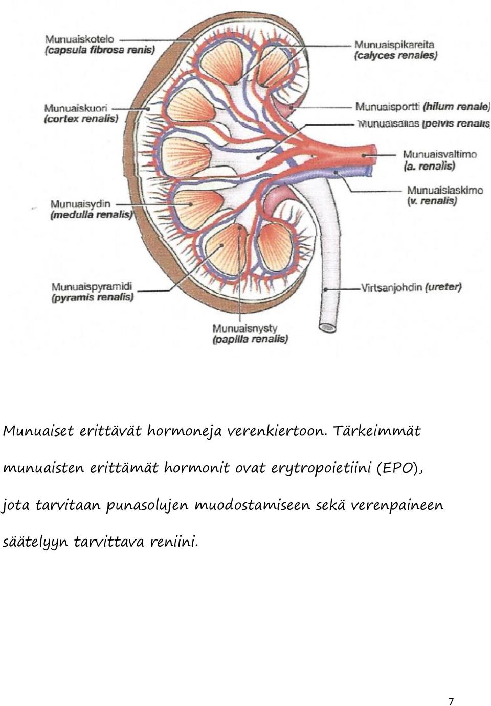 erytropoietiini (EPO), jota tarvitaan punasolujen