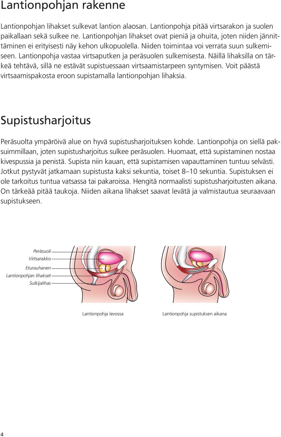 Lantionpohja vastaa virtsaputken ja peräsuolen sulkemisesta. Näillä lihaksilla on tärkeä tehtävä, sillä ne estävät supistuessaan virtsaamistarpeen syntymisen.