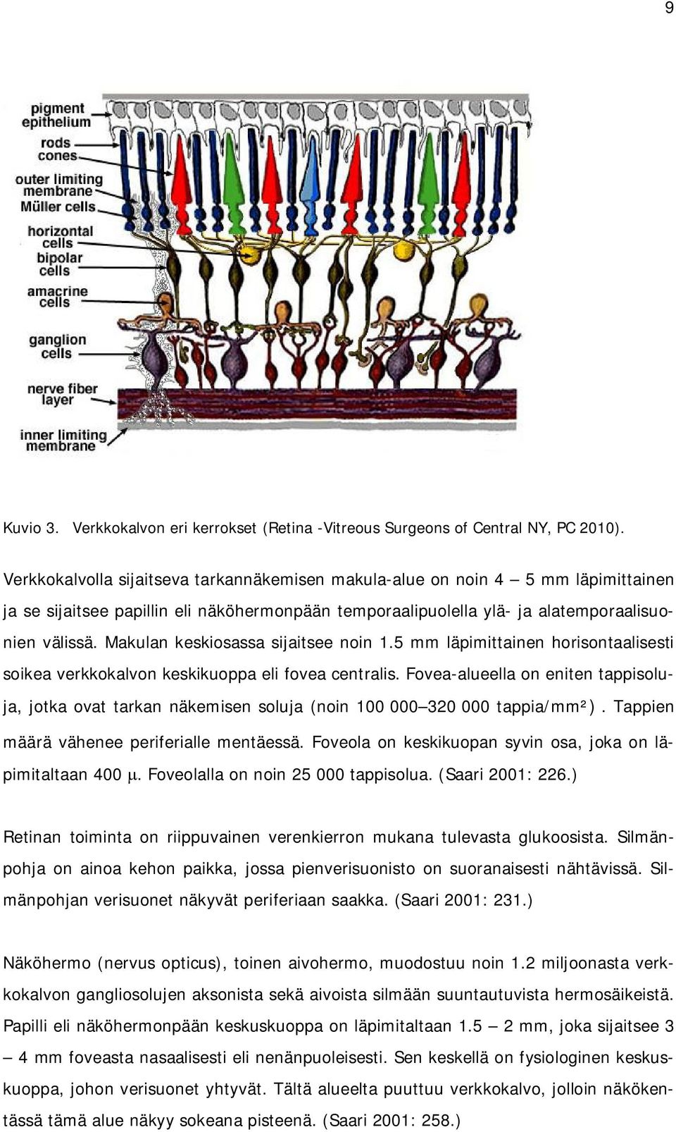 Makulan keskiosassa sijaitsee noin 1.5 mm läpimittainen horisontaalisesti soikea verkkokalvon keskikuoppa eli fovea centralis.