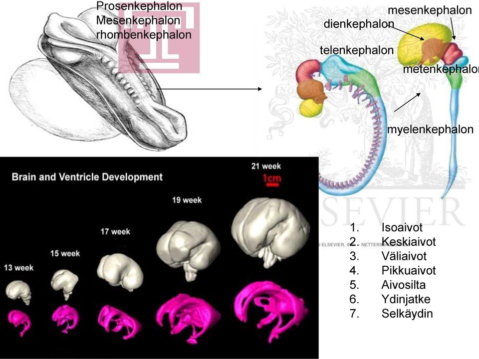 metenkephalon myelenkephalon 1. Isoaivot 2.