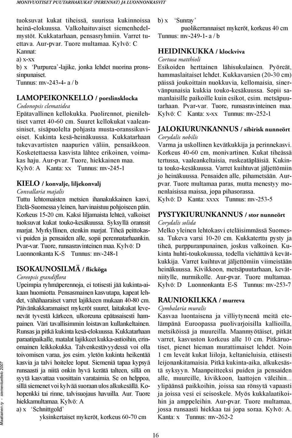 Tunnus: mv-243-4- a / b LAMOPEIKONKELLO / porslinsklocka Codonopsis clematidea Epätavallinen kellokukka. Puolirennot, pienilehtiset varret 40-60 cm.