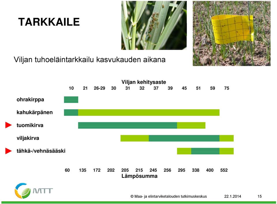 51 59 75 viljakirva tähkä-/vehnäsääski 60 135 172 202 205 215 245 256