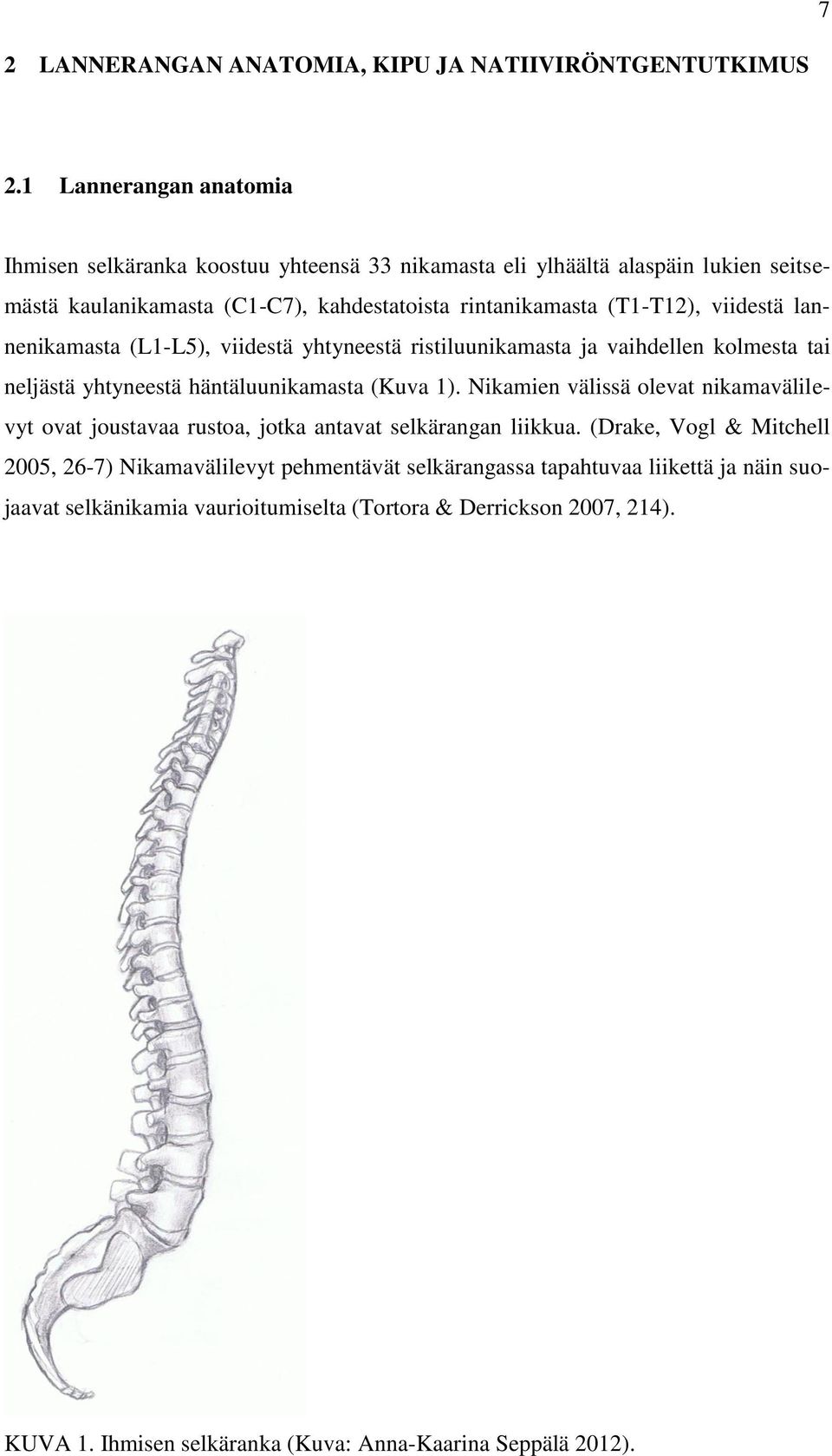 viidestä lannenikamasta (L1-L5), viidestä yhtyneestä ristiluunikamasta ja vaihdellen kolmesta tai neljästä yhtyneestä häntäluunikamasta (Kuva 1).