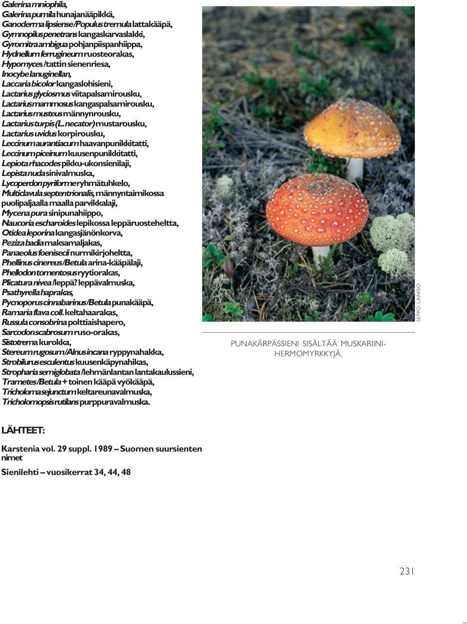 Lactarius musteus männynrousku, Lactarius turpis (L.