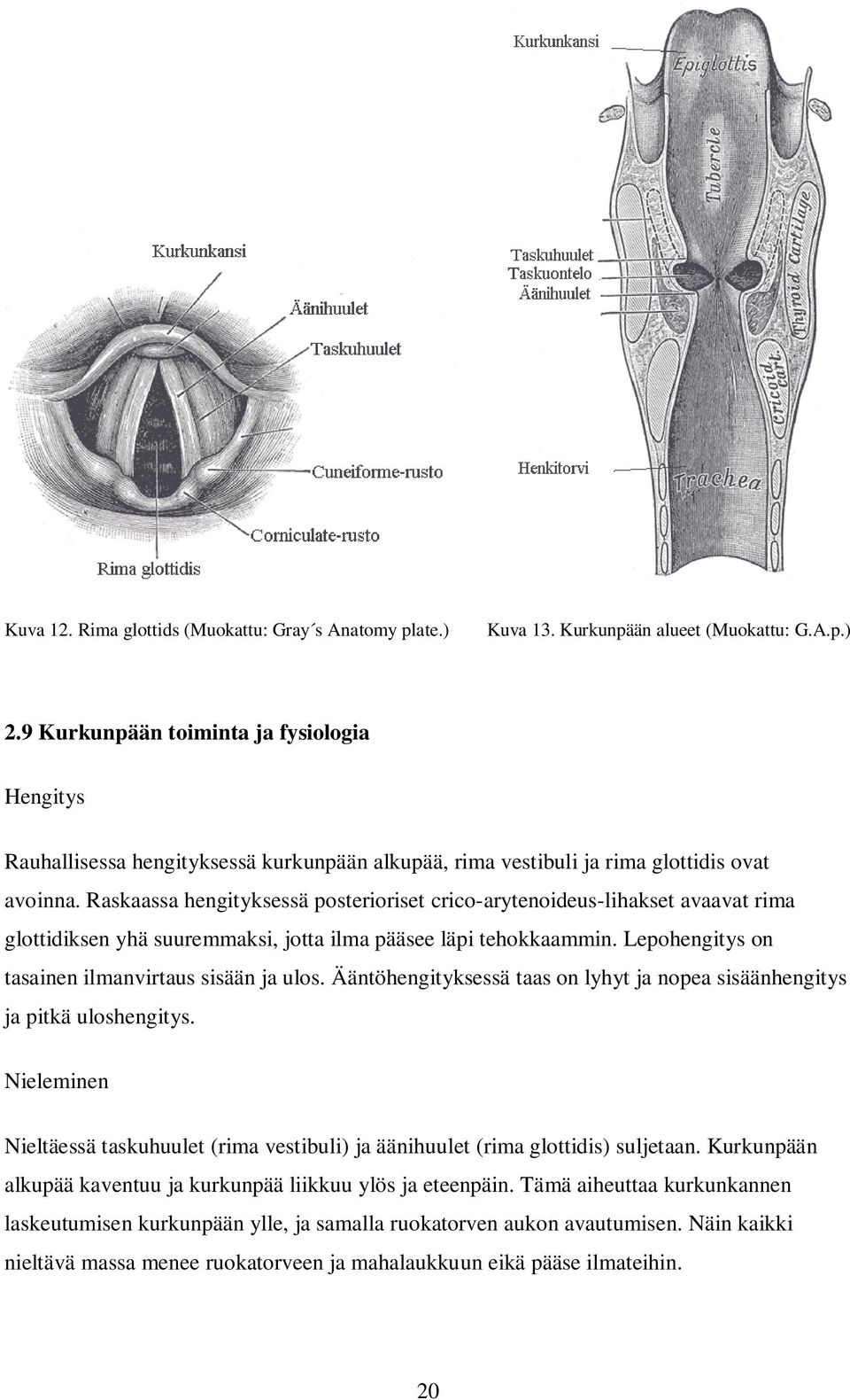 Raskaassa hengityksessä posterioriset crico-arytenoideus-lihakset avaavat rima glottidiksen yhä suuremmaksi, jotta ilma pääsee läpi tehokkaammin. Lepohengitys on tasainen ilmanvirtaus sisään ja ulos.