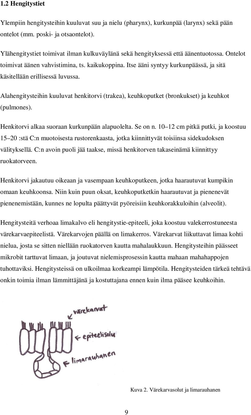 Itse ääni syntyy kurkunpäässä, ja sitä käsitellään erillisessä luvussa. Alahengitysteihin kuuluvat henkitorvi (trakea), keuhkoputket (bronkukset) ja keuhkot (pulmones).