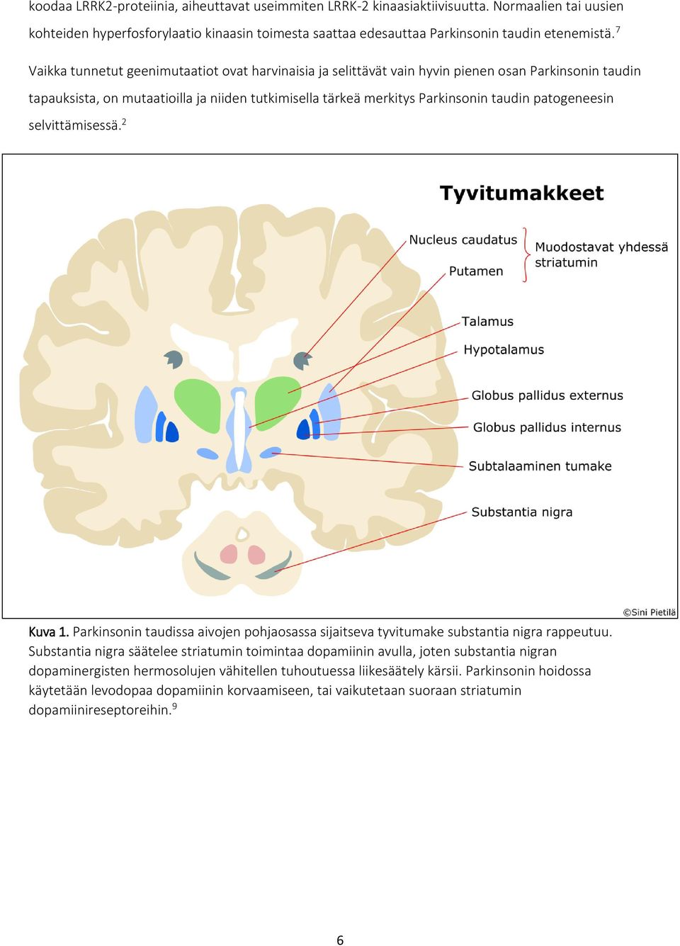 patogeneesin selvittämisessä. 2 Kuva 1. Parkinsonin taudissa aivojen pohjaosassa sijaitseva tyvitumake substantia nigra rappeutuu.