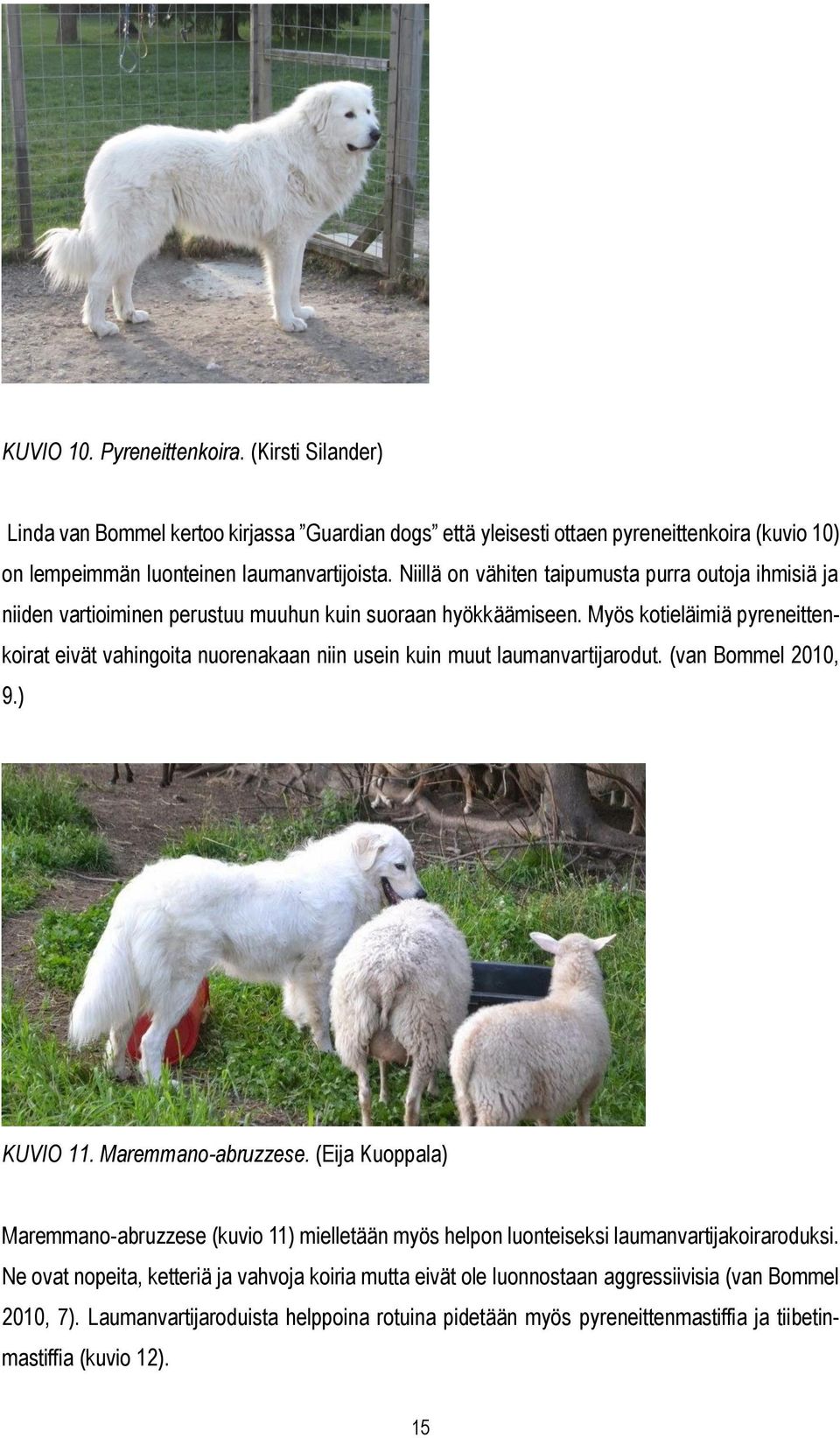Myös kotieläimiä pyreneittenkoirat eivät vahingoita nuorenakaan niin usein kuin muut laumanvartijarodut. (van Bommel 2010, 9.) KUVIO 11. Maremmano-abruzzese.