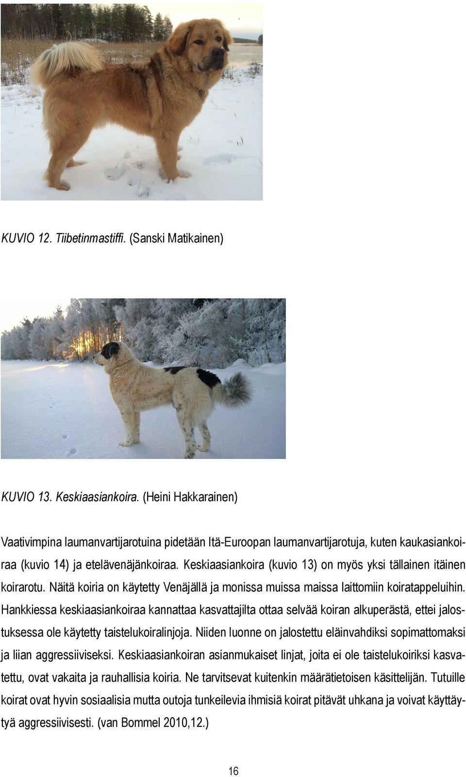 Keskiaasiankoira (kuvio 13) on myös yksi tällainen itäinen koirarotu. Näitä koiria on käytetty Venäjällä ja monissa muissa maissa laittomiin koiratappeluihin.
