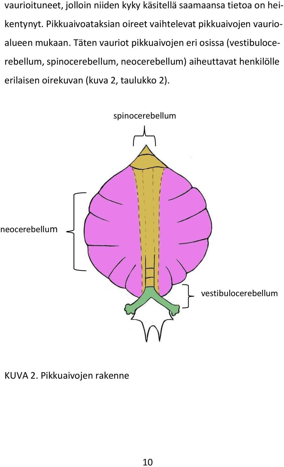 Täten vauriot pikkuaivojen eri osissa (vestibulocerebellum, spinocerebellum, neocerebellum)