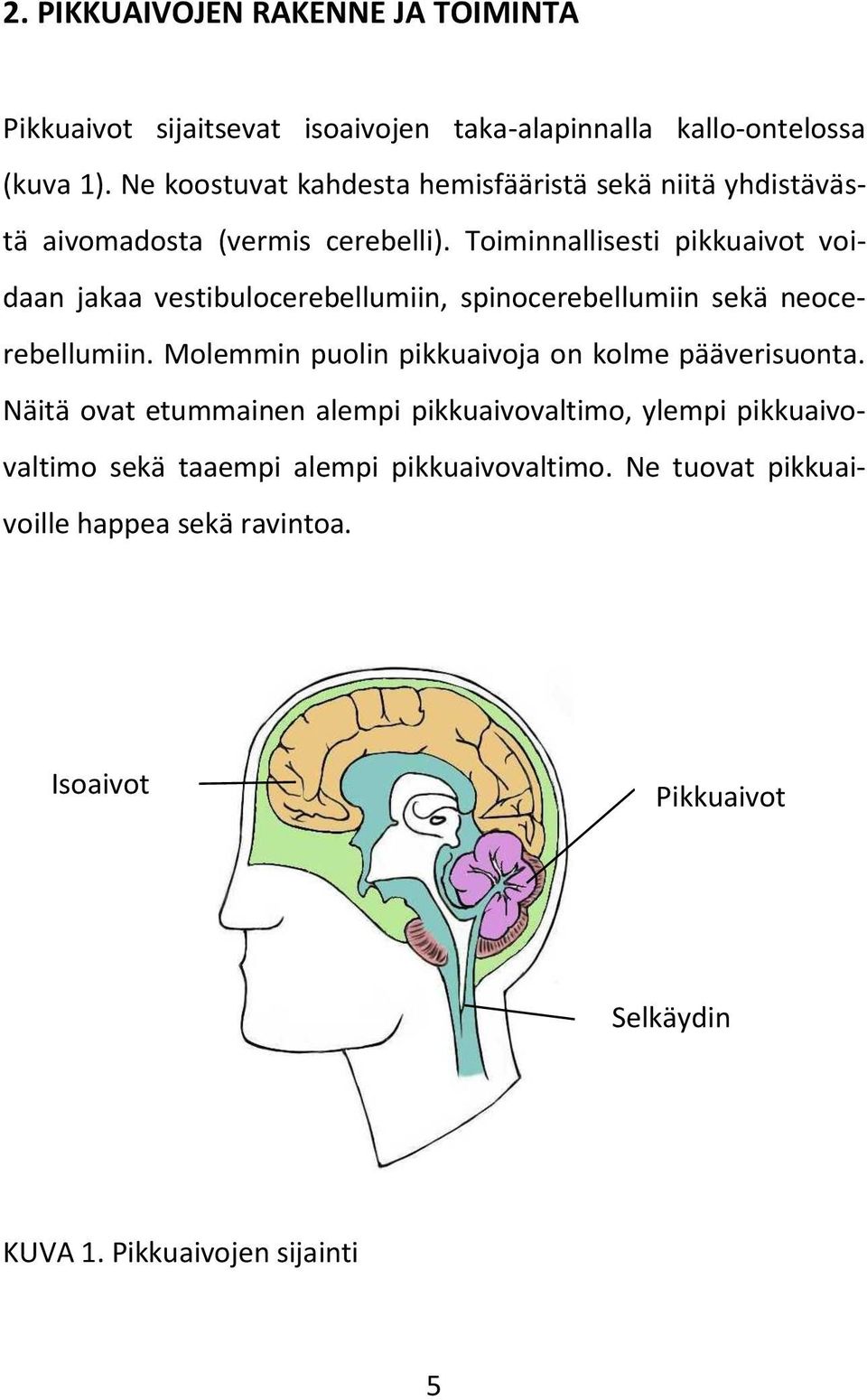 Toiminnallisesti pikkuaivot voidaan jakaa vestibulocerebellumiin, spinocerebellumiin sekä neocerebellumiin.