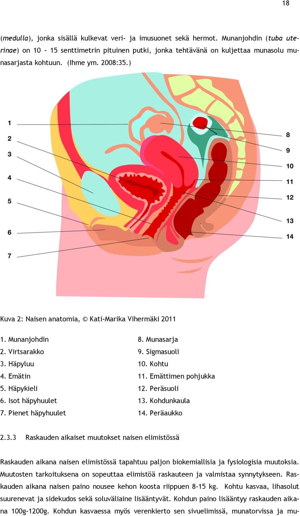 Peräsuoli 6. Isot häpyhuulet 13. Kohdunkaula 7. Pienet häpyhuulet 14. Peräaukko 2.3.3 Raskauden aikaiset muutokset naisen elimistössä Raskauden aikana naisen elimistössä tapahtuu paljon biokemiallisia ja fysiologisia muutoksia.