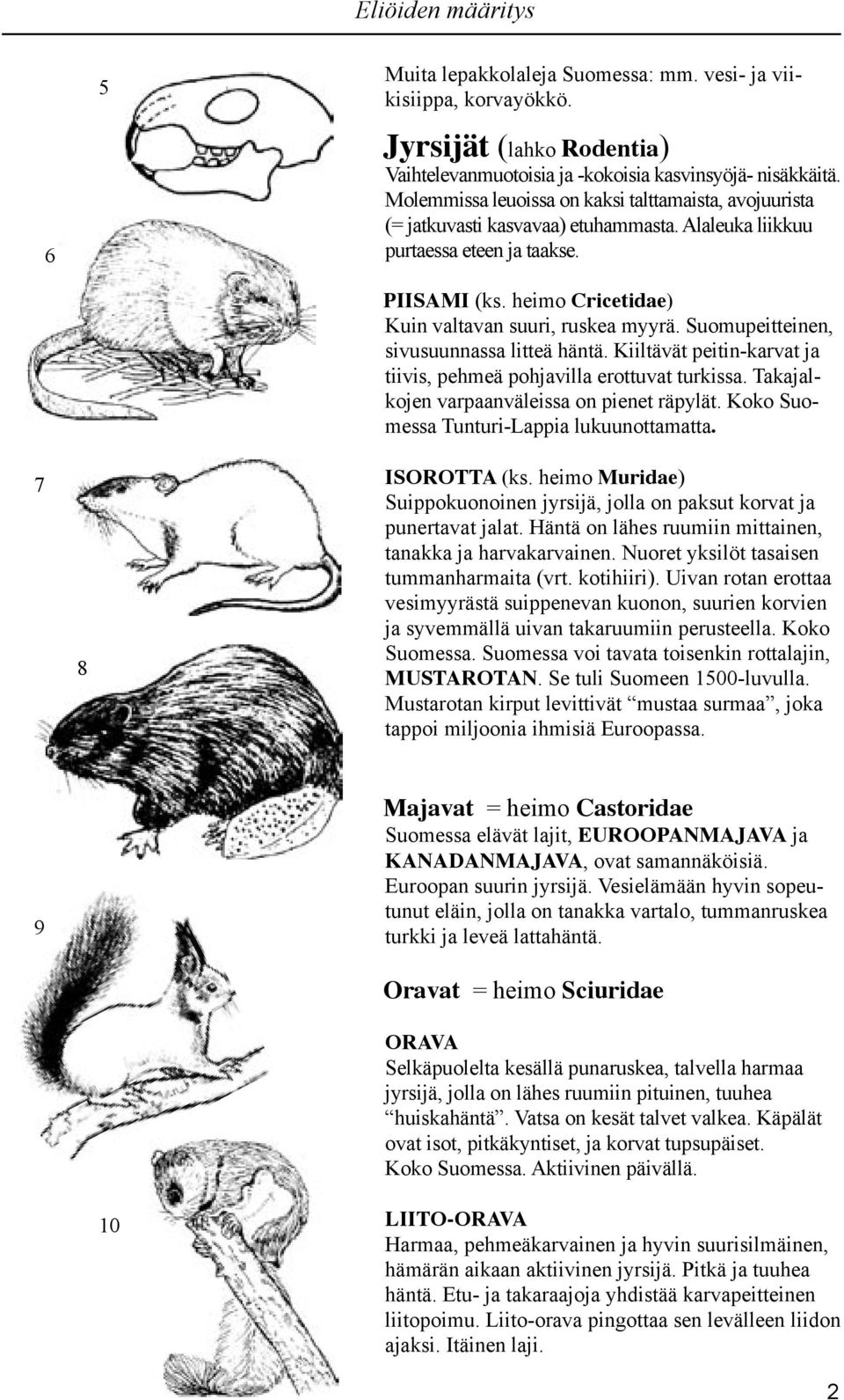 heimo Cricetidae) Kuin valtavan suuri, ruskea myyrä. Suomupeitteinen, sivusuunnassa litteä häntä. Kiiltävät peitin-karvat ja tiivis, pehmeä pohjavilla erottuvat turkissa.