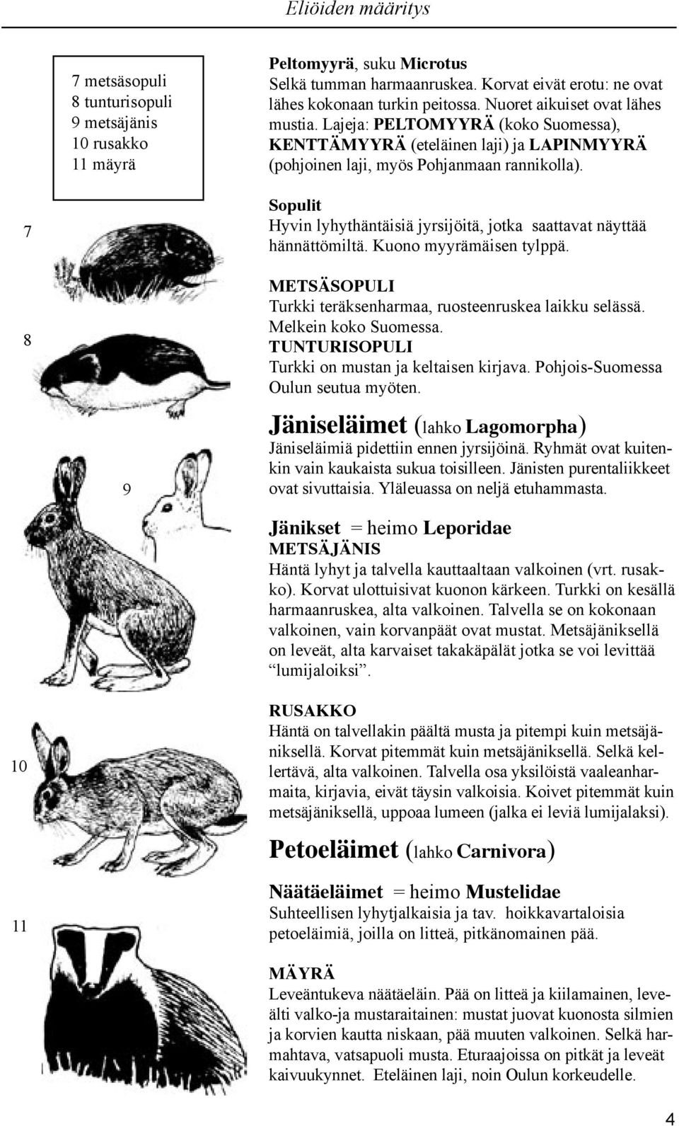 8 0 9 Sopulit Hyvin lyhythäntäisiä jyrsijöitä, jotka saattavat näyttää hännättömiltä. Kuono myyrämäisen tylppä. METSÄSOPULI Turkki teräksenharmaa, ruosteenruskea laikku selässä. Melkein koko Suomessa.