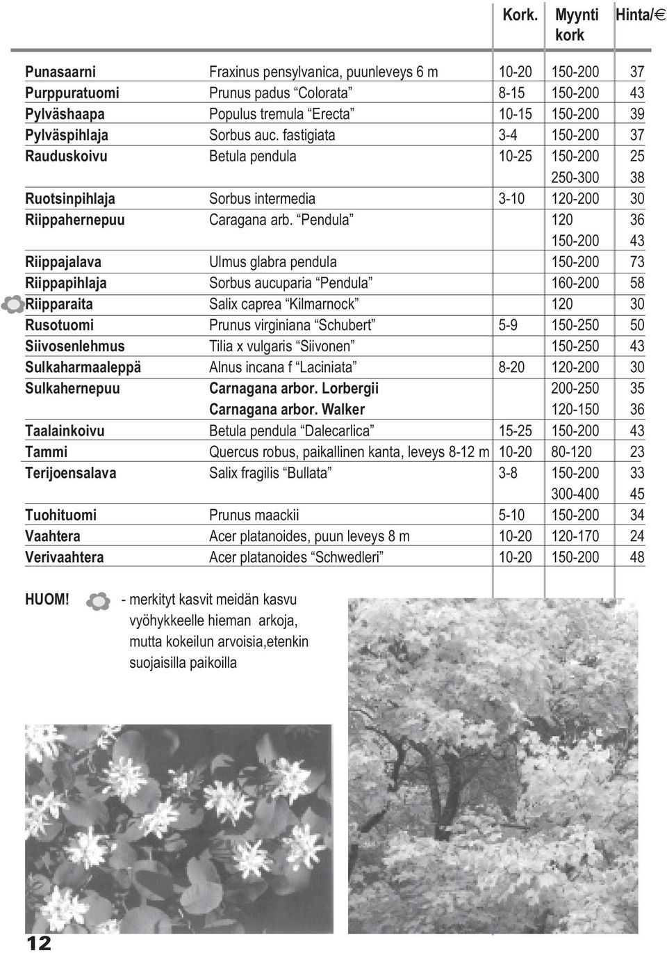 Pendula 120 36 150-200 43 Riippajalava Ulmus glabra pendula 150-200 73 Riippapihlaja Sorbus aucuparia Pendula 160-200 58 Riipparaita Salix caprea Kilmarnock 120 30 Rusotuomi Prunus virginiana