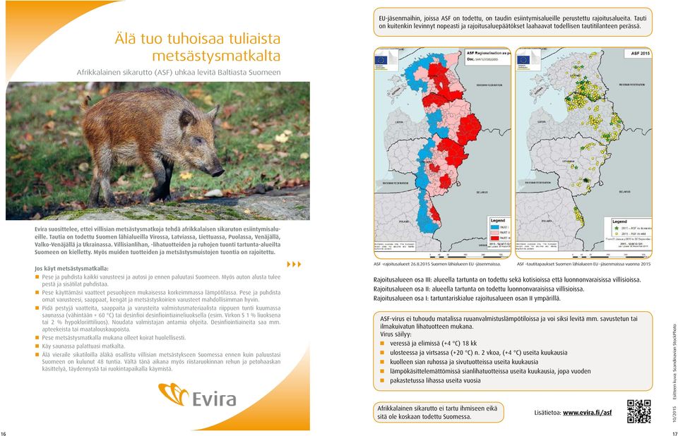 Afrikkalainen sikarutto (ASF) uhkaa levitä Baltiasta Suomeen Evira suosittelee, ettei villisian metsästysmatkoja tehdä afrikkalaisen sikaruton esiintymisalueille.