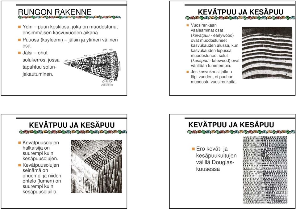 KEVÄTPUU JA KESÄPUU Vuosirenkaan vaaleammat osat (kevätpuu - earlywood) ovat muodostuneet kasvukauden alussa, kun kasvukauden lopussa muodostuneet solut (kesäpuu - latewood)