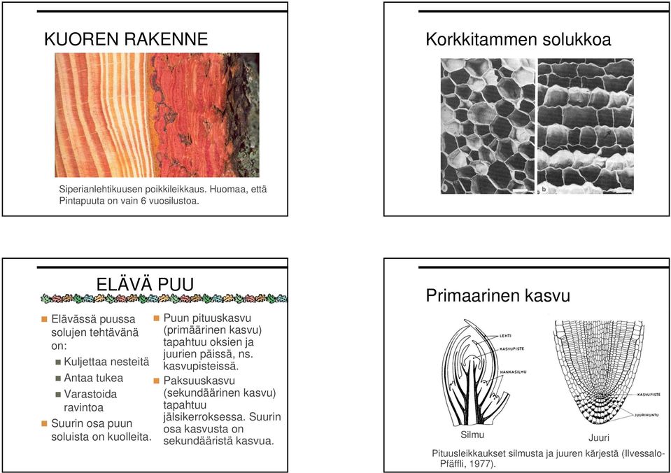 Puun pituuskasvu (primäärinen kasvu) tapahtuu oksien ja juurien päissä, ns. kasvupisteissä.