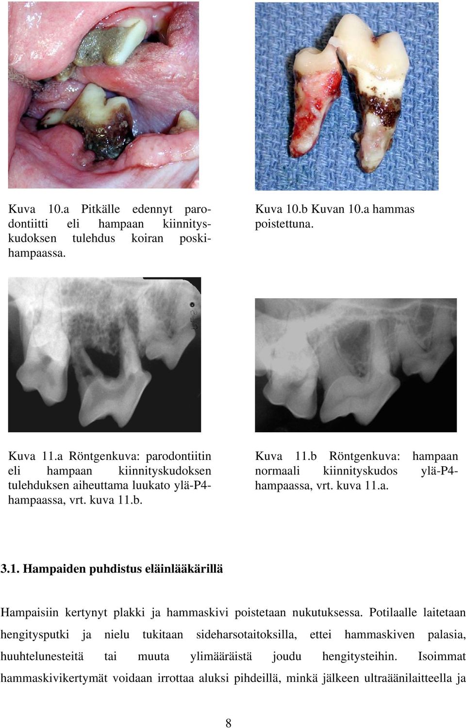 b Röntgenkuva: hampaan normaali kiinnityskudos ylä-p4- hampaassa, vrt. kuva 11.a. 3.1. Hampaiden puhdistus eläinlääkärillä Hampaisiin kertynyt plakki ja hammaskivi poistetaan nukutuksessa.
