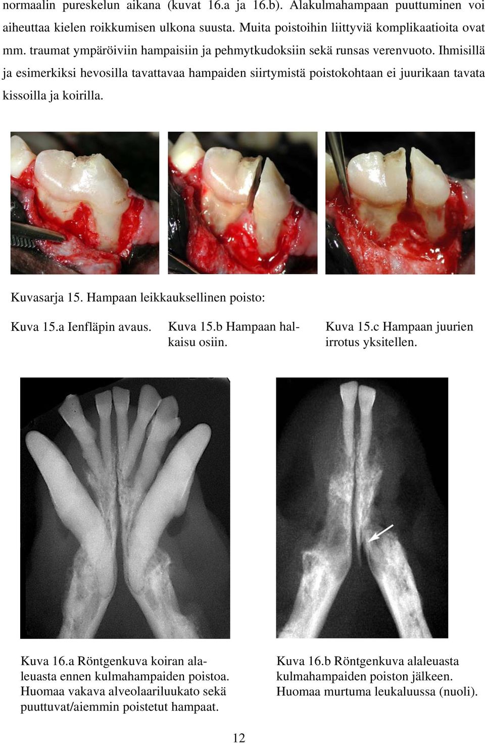 Ihmisillä ja esimerkiksi hevosilla tavattavaa hampaiden siirtymistä poistokohtaan ei juurikaan tavata kissoilla ja koirilla. Kuvasarja 15. Hampaan leikkauksellinen poisto: Kuva 15.